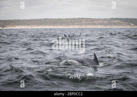 Ein indopazifischer Tümmler-Delfin-Pod, Tursiops aduncus, schwimmt durch die Gewässer des Indischen Ozeans von Algoa Bay, Nelson Mandela Bay, Port Elizabeth, SA Stockfoto