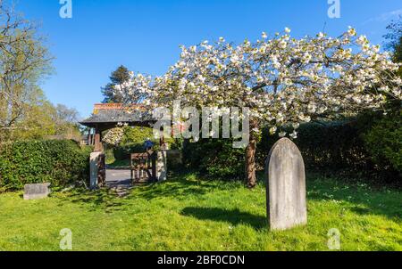 Lychtor am Eingang zum Kirchhof der St. John's Church, St. John's, Diözese Guildford, Woking, Surrey, mit Kirschblütenbaum im Frühjahr Stockfoto