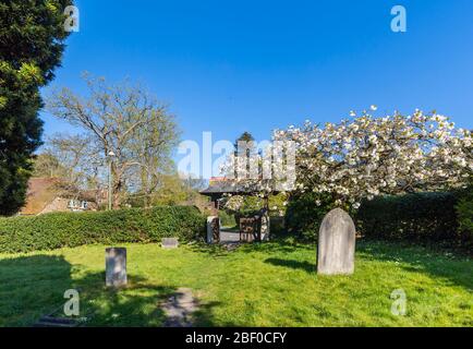 Lychtor am Eingang zum Kirchhof der St. John's Church, St. John's, Diözese Guildford, Woking, Surrey, mit Kirschblütenbaum im Frühjahr Stockfoto