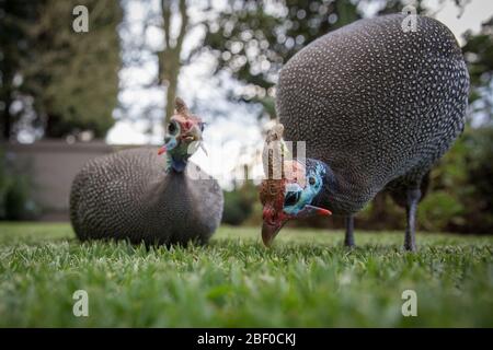 Niedrige Winkelansicht von Guineafowl, Numida meleagris, die Erkundung der Rasenmähen Garten eines Hauses in Honeydew, Johannesburg, Gauteng, Südafrika. Stockfoto