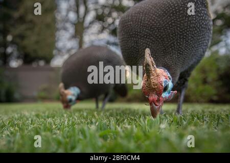 Niedrige Winkelansicht von Guineafowl, Numida meleagris, die Erkundung der Rasenmähen Garten eines Hauses in Honeydew, Johannesburg, Gauteng, Südafrika. Stockfoto