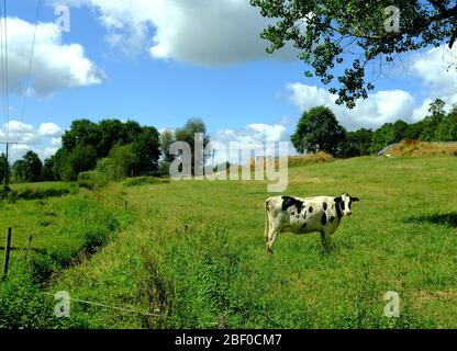 Kuh auf einem Grasfeld, camino de santiago, Spanien. Stockfoto