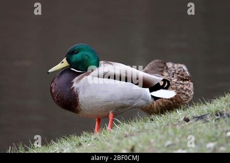 Ein paar Stockenten ruhen auf dem Quellgras in der Nähe des Wassers. Männliche und weibliche Wildenten auf einem See Stockfoto