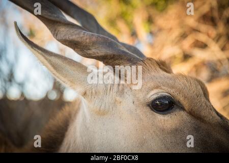 Nahaufnahme einer Elandantilope, Taurotragus oryx, Teil eines ökologischen Restaurierungsprojekts zur Wiederherstellung von Fynbos im Rondevlei Nature Reserve, SA. Stockfoto