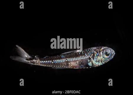 Ein Lanterfisch, Myktophid Familie, gefangen in Nacht Schleppnetz im Indischen Ozean vor Südafrika zeigt biolumineszierende Photophore, für die Kommunikation verwendet Stockfoto