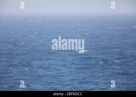 Diese nebelige Meereslandschaft ist in den Wellen des Indischen Ozeans im mächtigen Agulhas-Strom vor der Küste Südafrikas. Stockfoto