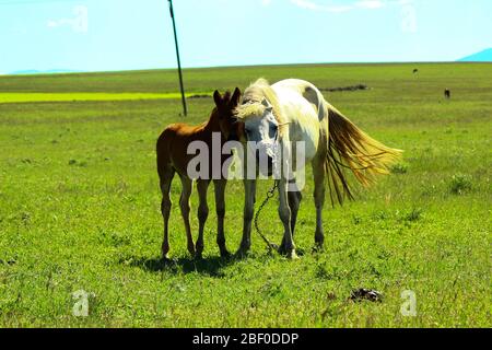 Fohlen und Mutterpferd weiden zusammen. Colt lässt keine kleinen Seitenketten am Mutterpferd hängen. Stockfoto