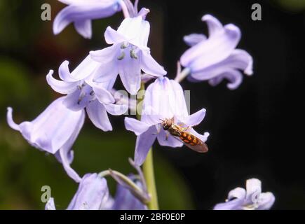 Rhingia campestris Hoverfly Fütterung von einer gemeinsamen bluebellblüte ( Hyacinthoides non-scripta ) in einem britischen Garten Stockfoto