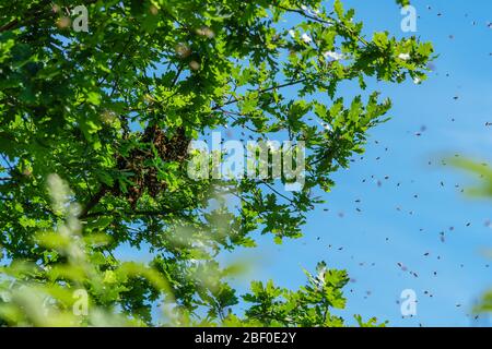 Schwärmen von Bienen. Bildung einer neuen Bienenkolonie auf einem Zweig einer Eiche in Deutschland geclusterte. Bienenzucht, Bienenwanderung, Kolonie-Kollaps-Störung (CCD) Stockfoto