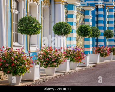 St. Petersburg, Russland, Sommer 2019: Vasen mit Blumen und dekorativen Bäumen in der Nähe des Serviceflügels des Katharinenpalastes in Zarskoje Selo Stockfoto