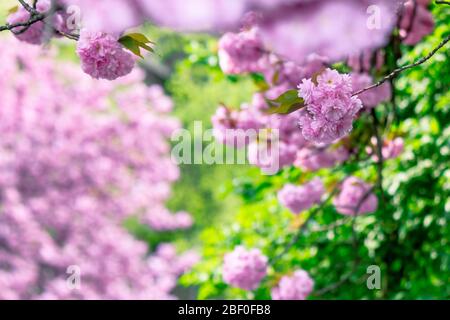 Pink Kirschblüte in der Nähe des Zweiges. Zart japanische Sakura-Saison. Wunderbarer Naturhintergrund Stockfoto