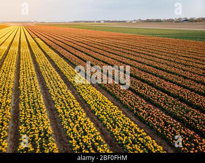 Tulpenfelder in den Niederlanden bei Lisse, Bulb Region Holland in voller Blüte im Frühling, bunte Tulpenfelder Stockfoto