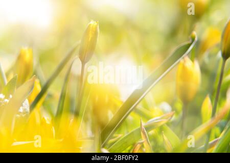 Gelber Hintergrund der gelben Tulpen bei Sonnenuntergang. Feld von wilden gelben Blumen Nahaufnahme. Stockfoto