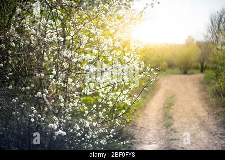 Waldweg im Sonnenlicht. Frühlingswald. Stockfoto