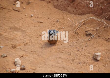 Ein flugloser Mistkäfer auf einem Mistball, auf einer sandigen Straße. Gesehen in der wilden Natur, im Addo Elephant National Park, Südafrika, Afrika. Stockfoto