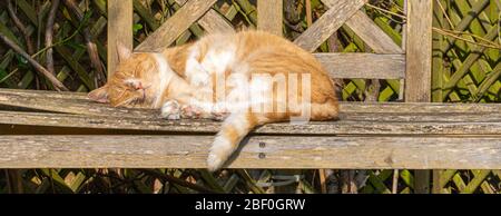 Große Ingwer Male Tomcat Katze Tabby Orange und weiß gestreiften Schlaf in Sonnenschein auf Gartenbank Nahaufnahme niedrigen Ebene - Katzen schlafen Stockfoto