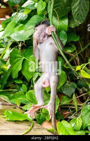 Vertikale Ansicht eines babygrauen Langschwanz-Makaken in Bali, Indonesien. Stockfoto