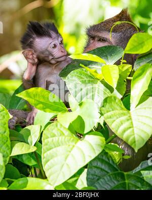 Vertikale Ansicht eines grauen Langschwanz-Makaken von Baby und Mutter in Bali, Indonesien. Stockfoto