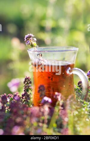 Tasse heißen Kräutertee in Thymiankräutern im Sommer. Türkische Tasse Tee an sonnigen Tag. Selektiver Fokus Stockfoto