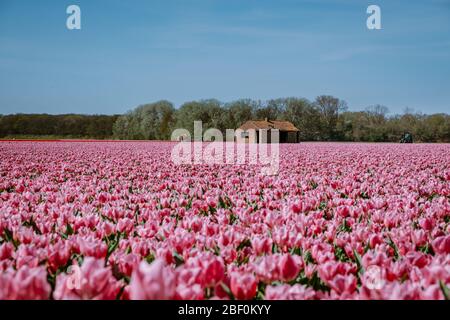 Tulpenfelder in den Niederlanden bei Lisse, Bulb Region Holland in voller Blüte im Frühling, bunte Tulpenfelder Stockfoto