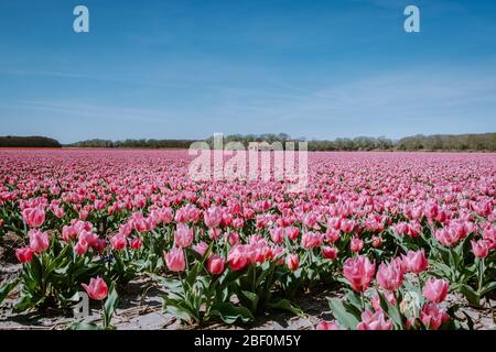 Tulpenfelder in den Niederlanden bei Lisse, Bulb Region Holland in voller Blüte im Frühling, bunte Tulpenfelder Stockfoto