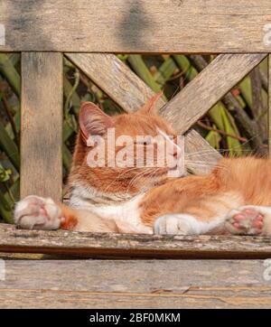 Große Ingwer Male Tomcat Katze Tabby Orange und weiß gestreift liegend in Sonnenschein auf Gartenbank Nahaufnahme niedrigen Ebene Ansicht - Katzen schlafen Stockfoto