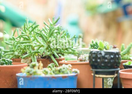 Gruppe von saftigen Pflanzen am hausgemachten Stand in einem sonnigen Garten. Stockfoto