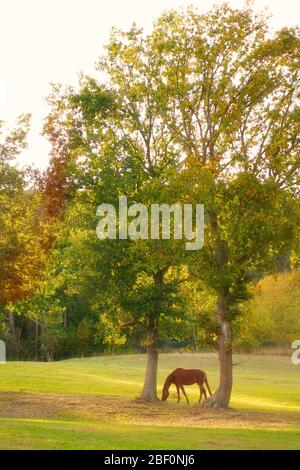 Ein Pferd grast in einem Fahrerlager zwischen zwei Bäumen im Herbstlicht. Stockfoto