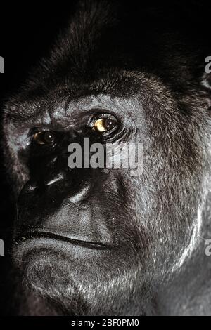 1990S MALE WESTERN LOWLAND GORILLA GORILLA GORILLA GORILLA GUCKT KAMERA AN - KZ4816 GER002 HARS AFFEN MÄNNCHEN RISIKO WESTERN AUSDRÜCKE BEUNRUHIGT TRAURIGKEIT AUGENKONTAKT SIMIAN SÄUGETIERE KOPF UND SCHULTERN GORILLA STÄRKE ARTEN MÄCHTIGE AFFEN STIMMUNG ZOOLOGIE VERBINDUNG GLUM NAHAUFNAHME GORILLAS GROSSE APE BESCHULDIGEN KRITISCHE TIEFLAND SÄUGETIERE MISERABLE TIERWELT GEFÄHRDET ALTMODISCH Stockfoto