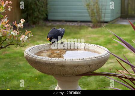 Eine Amsel besucht ein Vogelbad in einem Garten im Hintergarten in Großbritannien. Stockfoto