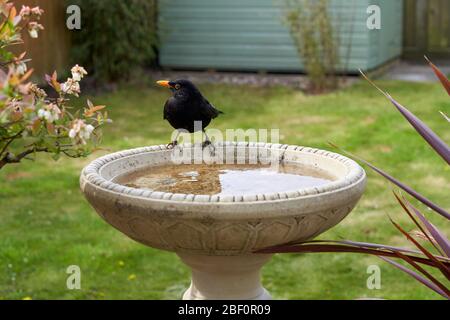 Eine Amsel besucht ein Vogelbad in einem Garten im Hintergarten in Großbritannien. Stockfoto