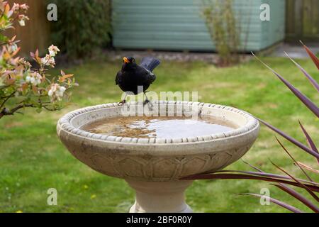 Eine Amsel besucht ein Vogelbad in einem Garten im Hintergarten in Großbritannien. Stockfoto