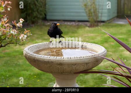 Eine Amsel besucht ein Vogelbad in einem Garten im Hintergarten in Großbritannien. Stockfoto