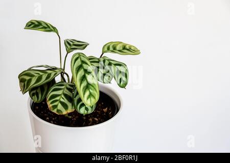 Weiche Nahaufnahme der markant gemusterten Blätter der Fischgrätengebetpflanze (Ctenanthe burle-marxii Amabilis) auf weißem Hintergrund. Trendige exotische Hou Stockfoto