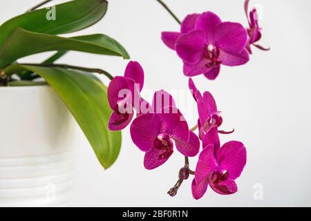 Blühende Mottenorchidee (phalaenopsis) Topfpflanze auf weißem Hintergrund. Stockfoto