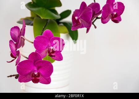 Weicher Fokus auf die markanten magentafarbenen Blüten einer Mottenorchidee (phalaenopsis) auf weißem Hintergrund. Schöne blühende Zimmerpflanzen Detail. Stockfoto