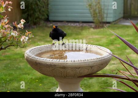 Eine Amsel besucht ein Vogelbad in einem Garten im Hintergarten in Großbritannien. Stockfoto