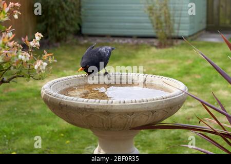 Eine Amsel besucht ein Vogelbad in einem Garten im Hintergarten in Großbritannien. Stockfoto