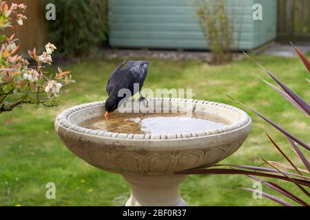 Eine Amsel besucht ein Vogelbad in einem Garten im Hintergarten in Großbritannien. Stockfoto