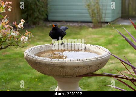 Eine Amsel besucht ein Vogelbad in einem Garten im Hintergarten in Großbritannien. Stockfoto