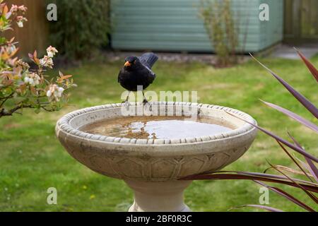 Eine Amsel besucht ein Vogelbad in einem Garten im Hintergarten in Großbritannien. Stockfoto