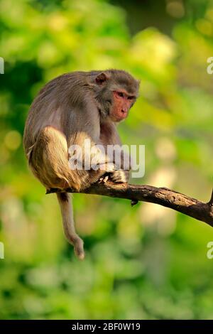 Rhesus macaque (Macaca mulatta), Erwachsene, auf Ast sitzend, gefangen, Deutschland Stockfoto