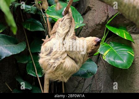 Zweifingerige Faultiere (Chooloepus didactylus), Erwachsene, im Baum hängend, ruhend, gefangen, Deutschland Stockfoto