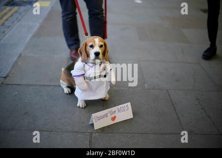 Ein Hund im Zentrum Londons hilft, lokale Helden während der landesweiten Initiative Clap for Carers NHS zu begrüßen, um NHS-Arbeiter und Pflegerinnen zu begrüßen, die gegen die Coronavirus-Pandemie kämpfen. Stockfoto