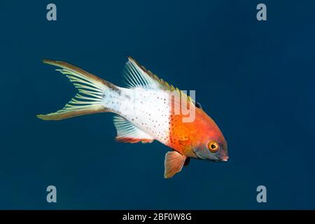 Leierschwanz-Hogfish (Bodianus anthioides), Rotes Meer, Jordanien Stockfoto