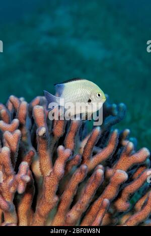 Grauer Humbug (Dascyllus marginatus), auf Steinernen Korallen von Stylophora (Stylophora subseriata), Rotes Meer, Jordanien Stockfoto