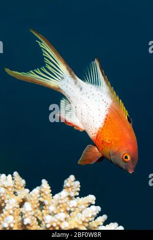 Leierschwanz-Hogfish (Bodianus anthioides), Rotes Meer, Jordanien Stockfoto