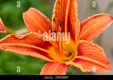 Lilie (Lilium bulbiferum), orange Blume mit Filamenten, Deutschland Stockfoto