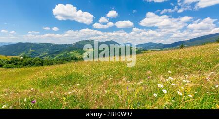 Sommerlandschaft der bergigen Landschaft: alpine Heufelder mit wilden Kräutern auf sanften Hügeln am hohen Mittag. Bewaldeter Bergrücken in der Ferne Stockfoto