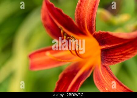 Lilie (Lilium bulbiferum), orange Blume mit Filamenten, Deutschland Stockfoto